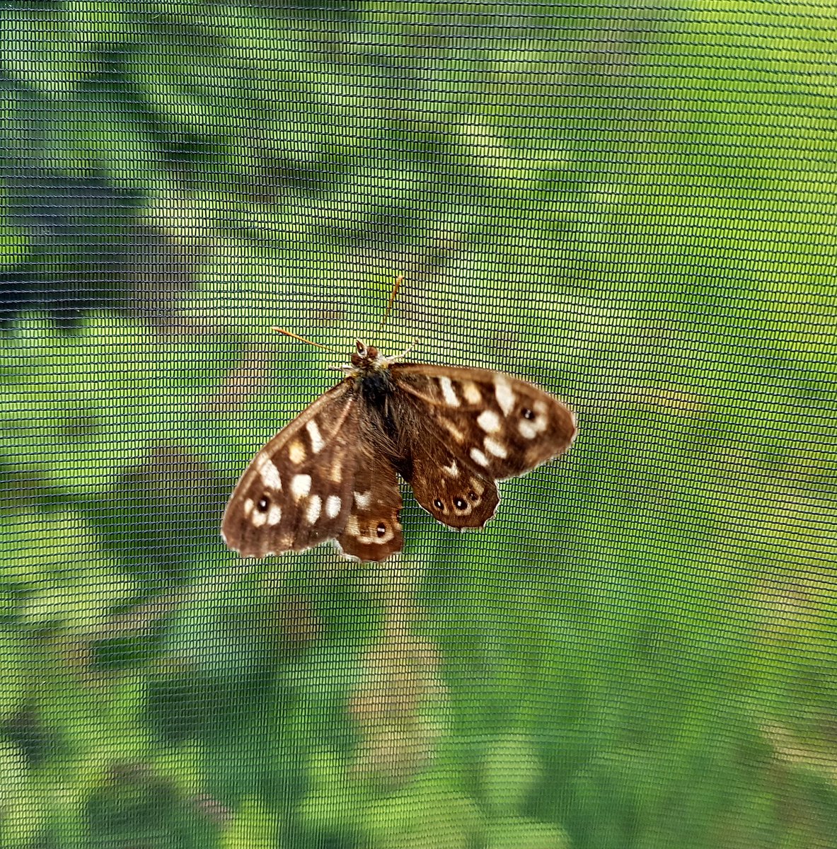 BioDataCentre's tweet photo. "#Butterflies are very sensitive and immediate indicators of change" - @tomasemurr
They aint just pretty looking insects. Butterflies can tell us a lot about what is going on in our environment! #Trackingchange #Bioindicators https://t.co/6o2jpPWpwG