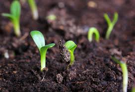 Agri_FinanceKe's tweet photo. If we pursue organic farming as our healthy food style, we can bring down cost of treatment to a great extent.-Sulaiman Abdul Aziz Al Rajhi https://t.co/YEUNWIzjf1