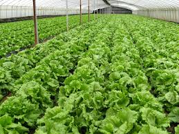 Agri_FinanceKe's tweet photo. If we pursue organic farming as our healthy food style, we can bring down cost of treatment to a great extent.-Sulaiman Abdul Aziz Al Rajhi https://t.co/YEUNWIzjf1