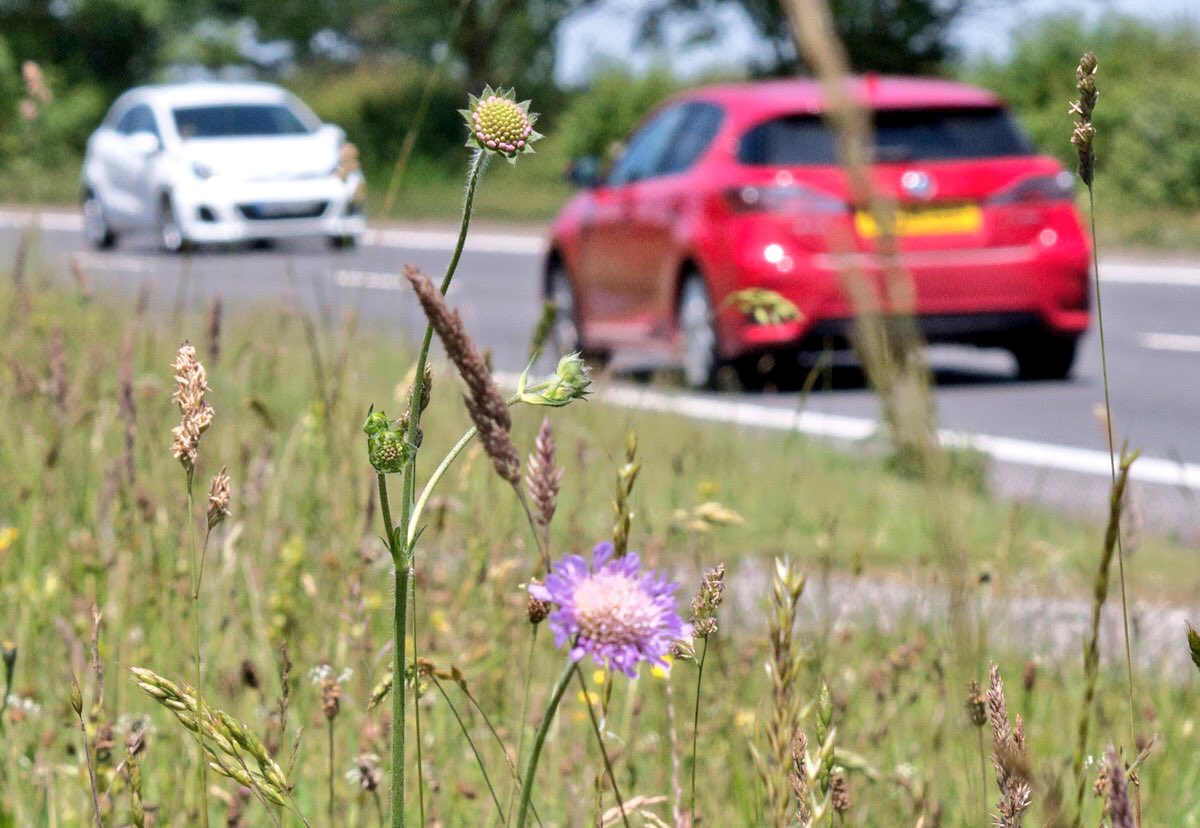 WildYourGarden's tweet photo. Every year our #RoadsideVerges are mown unnecessarily. Councils could save tens of thousands of pounds each year by adopting a new strategy, which also helps #wildlife. @Love_plants have started a campaign to change this. PLEASE RT and sign to help https://t.co/YZhyA4My39 https://t.co/FPRt95CXt1