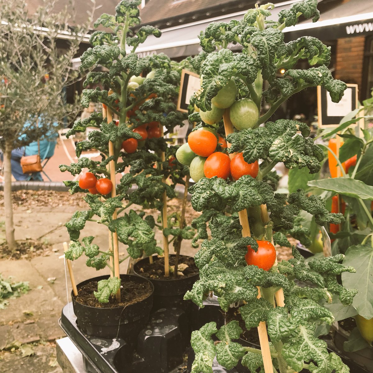 Shop_Marlow's tweet photo. Tomato plant from @FlowerStudio_ anyone? #shoplocal https://t.co/bxipR9t7wy