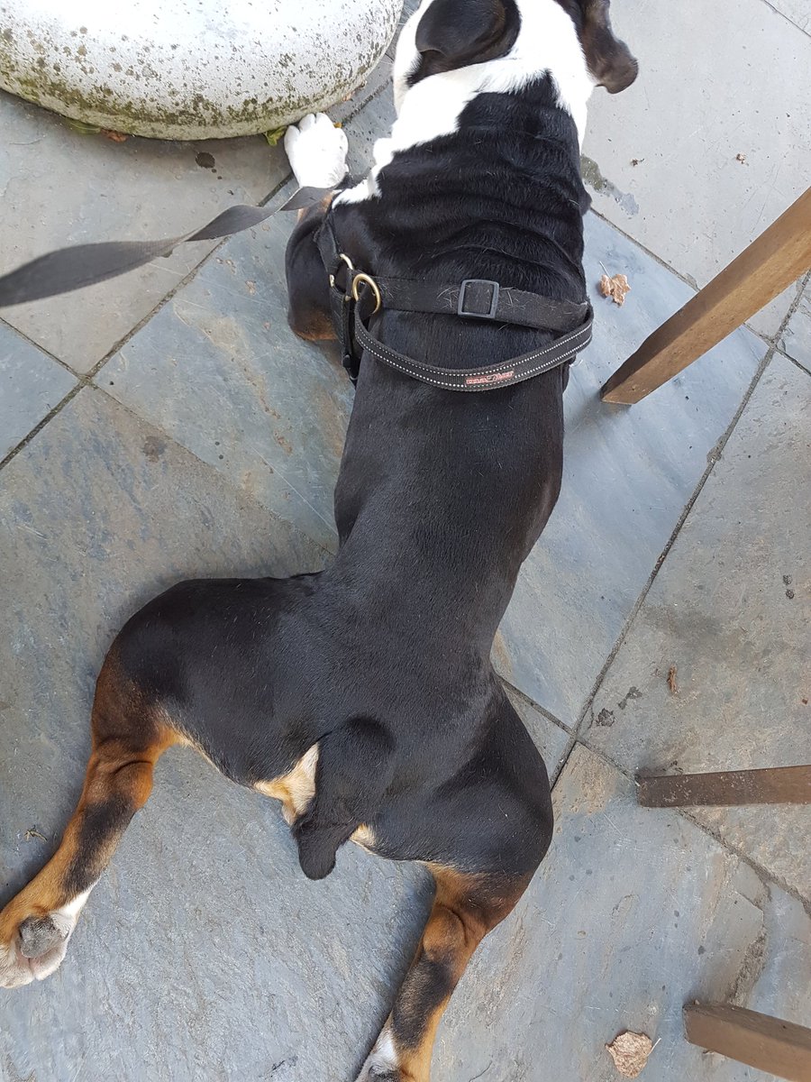 KesleyBul's tweet image. Vandaag wijdbeens met je klokkenspel op een koude tegel gaan liggen #jaloers #hitte