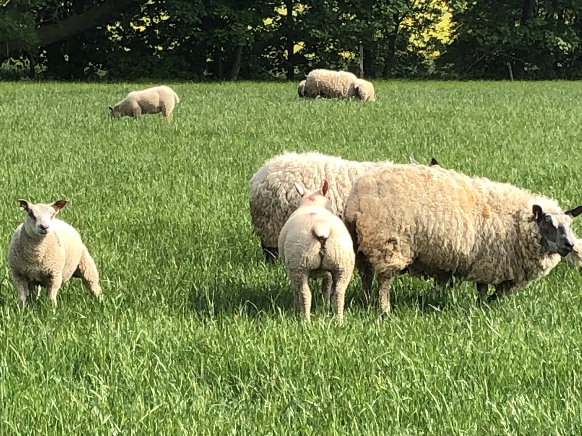 wise_chapman's tweet photo. @ProjectLAMBUK today we’re fixing the grass cutter ready for silage and admiring a few chunky bums in the field! #projectlamb https://t.co/DqoBeu3Dyr