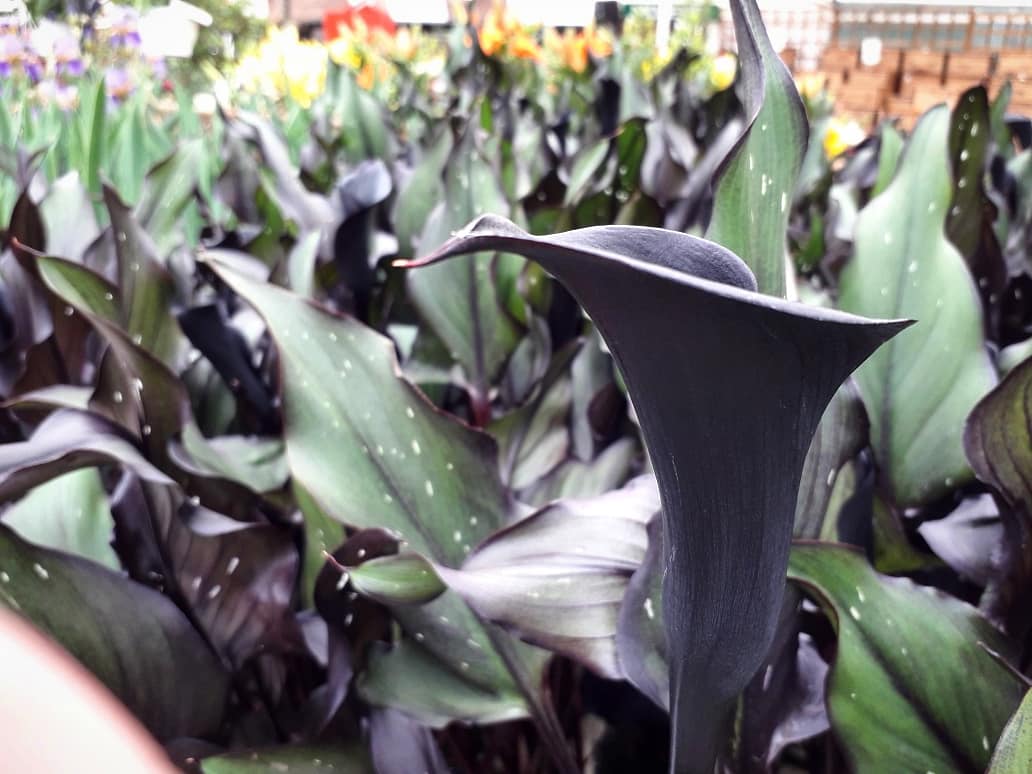 NumenMachine's tweet photo. Black #CallaLily. The flower are remarkably camouflaged into the foliage, so much so that initially I couldn't see any, but they were everywhere 🤔🤔 #GardenersWorld #EarthCapture #flowerphotography #Flowers #lilies https://t.co/bT1vXUIfe0