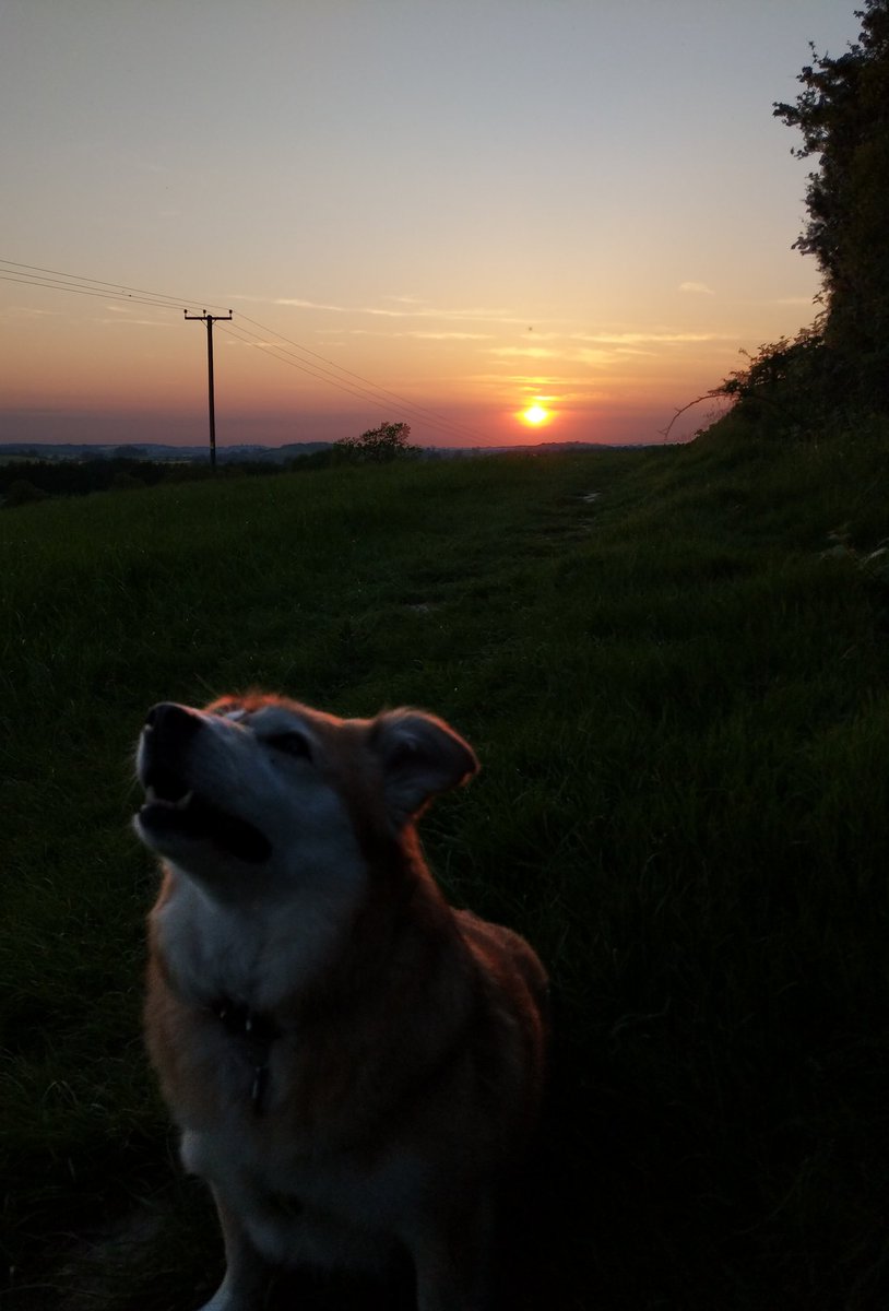 rolling_round's tweet photo. Chooky in the sunset 💜

#DogsOfTwitter #dogs #doglovers #rescuedog #barkingmaddogrescue #TeamPixel #shameaboutthetelegraphpole @BMDRdogs https://t.co/305U0Hl20O