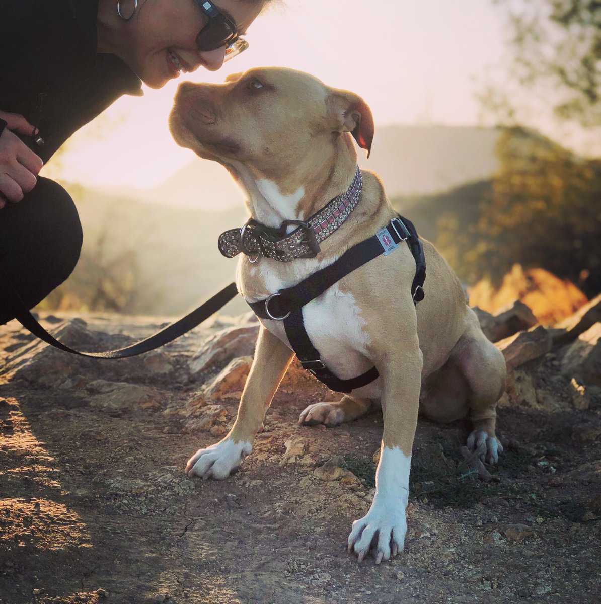 YoderCine's tweet photo. Please #retweet post and use this flyer to #HelpRose #ComeHome #searchandrescue #lostpet #doglover #dogpsychology #doglove #pitbulllove #losangeles #lost #lostdog #lostpitbull #lostpet #pet
#stolendog #missingdog For More Visit: https://t.co/sytlXx9YK4 https://t.co/562vveOiL4