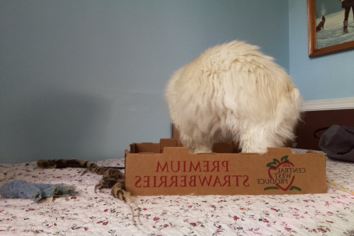 I'm 0.35% confident this is a guinea pig. Might be a Angora