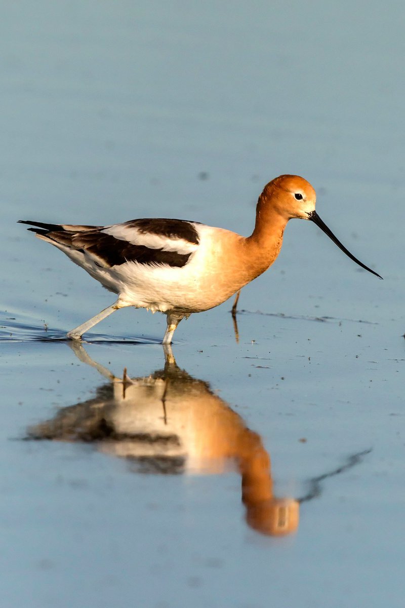PaulTheRiceGuy's tweet photo. Really cool story/video about Cal Rice's @RiceNews partnership with TNC @nature_org for #bird habitat on rice fields called BirdReturns. https://t.co/mEA8kXG4PG https://t.co/G2B7SCdp5v