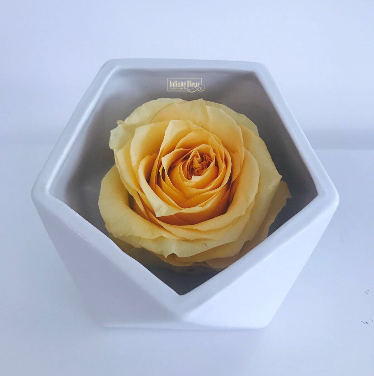 InfiniteFleur's tweet photo. Our Geometric #InfiniteFleur is a #smart, #minimalistic design; perfect to give an effortlessly chic touch to any space. Lots of colors available!  
#RealRoses #RosesThatLastAYear #LuxuryFlowers #Roses #FlowerDelivery #PreservedRoses #LuxuryRoses #InfiniteRoses #SoInfiniteFleur https://t.co/hsp13w1RJW