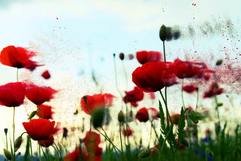 MessagePanda's tweet image. "If I had a single flower for every time I think about you, I could walk forever in my garden"