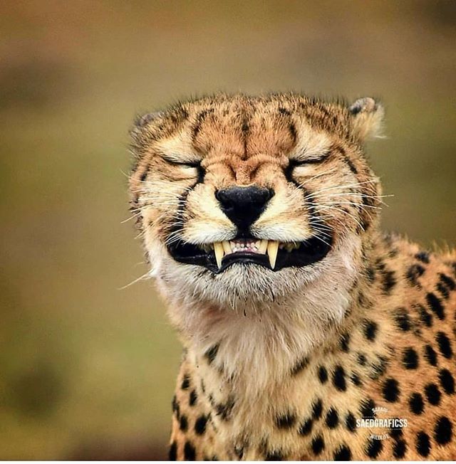 AISFORANIMALS's tweet photo. CATURDAY 🐆😺🙌🏽 https://t.co/99uf5p88nX https://t.co/zg8WNDlPPW