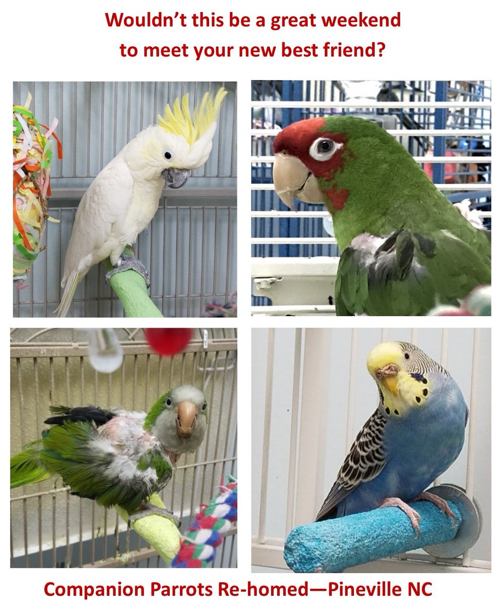CPRHparrots's tweet photo. https://t.co/ehp0NvKokK
#AdoptDontShop #Adoption #charlotte #pets #parrots https://t.co/FiepkWYc50