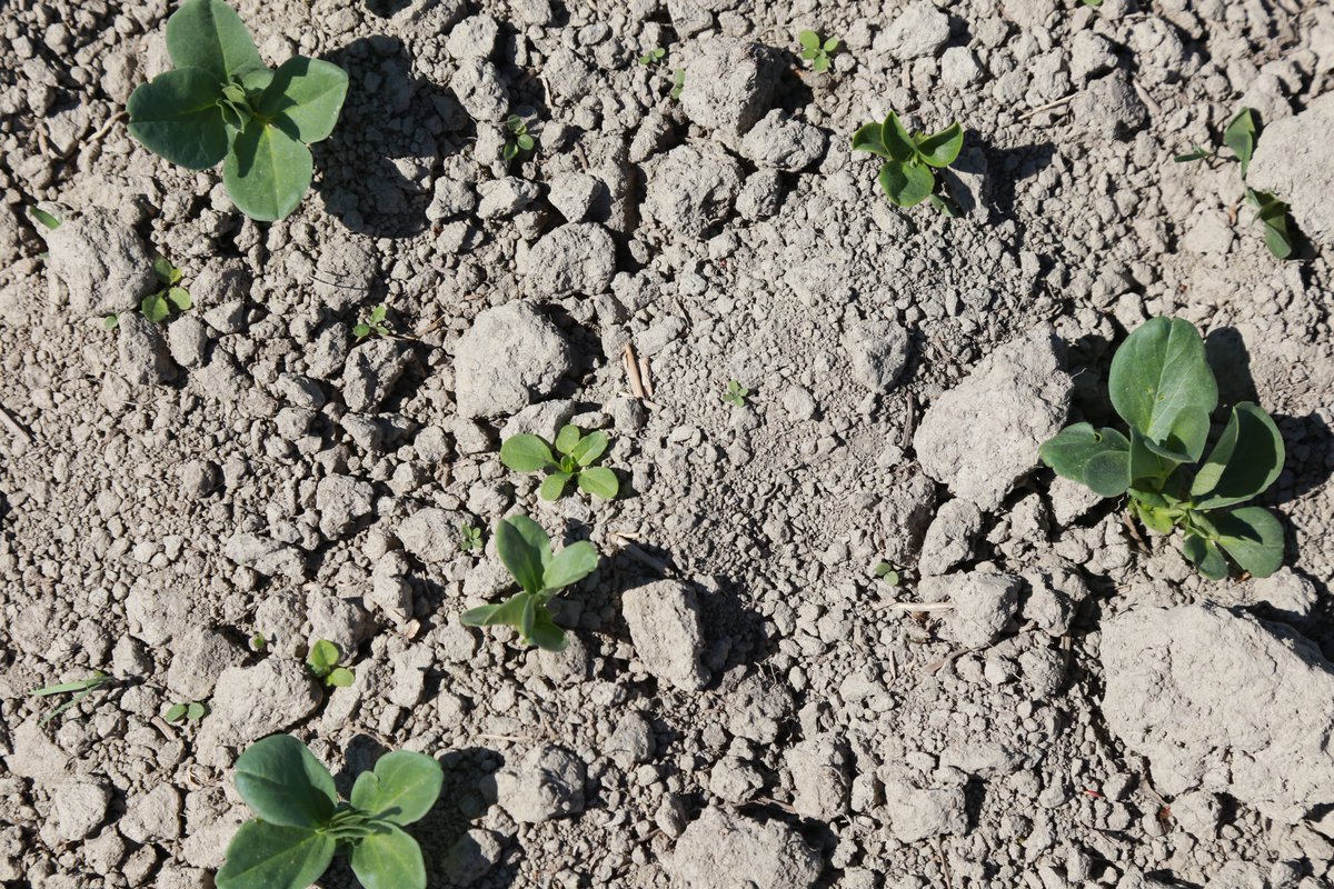 Sampo-härkäpavun rikkakasviruiskutuksen aika on käsillä, vaikka kuivuudessa ei ole kovin paljon rikkoja itänytkään. #Härkäpapu on viihtynyt hyvin lämpimässä maassa ja #juurinystyräbakteerit ovat jo aktiivisina Jussi Joensuun pellolla. Vettä saisi silti jo tulla. <a href="/tilasiemen/">Tilasiemen Oy</a>