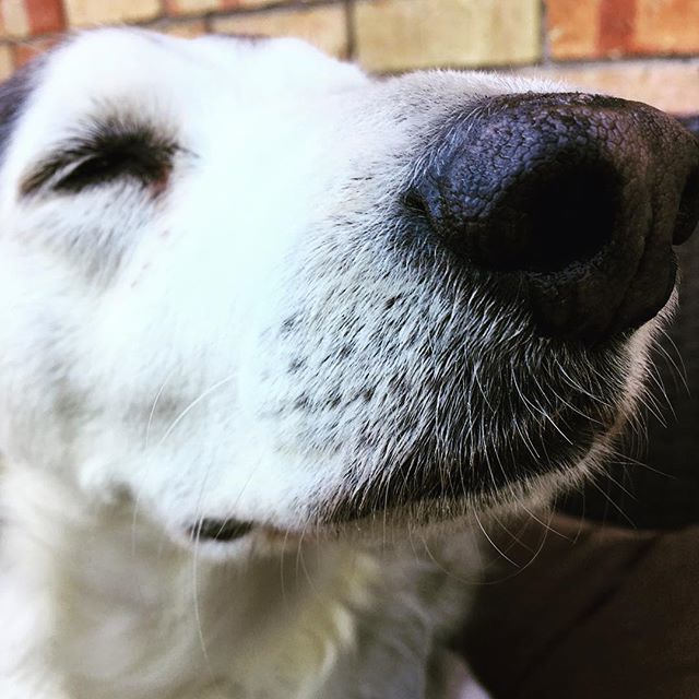 YogaRolga's tweet photo. Hound not impressed with me not having his favorite treat. #gotothestorehuman #houndsoninstagram #rescuerocks https://t.co/G5OXSi7h8x