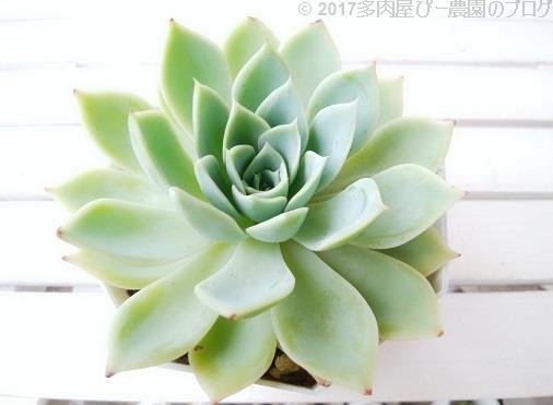 多肉屋 Hana Ippaiぴー農園 エケベリア属パンジー葉の縁や裏が赤い頃は可愛い感じでしたが 赤は爪先にわずかの今はとても上品な感じになりました 写真は3号ポット どこまで大きくなるのか楽しみ 暖かくなり蒸れや日焼けの他 害虫にも注意 カイガラムシ 多肉屋 Hana Ippaiぴー農園 エケベリア属パンジー葉の縁や裏が赤い頃は可愛い感じでしたが 赤は爪先にわずかの今はとても上品な感じになりました 写真は3号ポット どこまで大きくなるのか楽しみ 暖かくなり蒸れや日焼けの他 害虫にも注意 カイガラムシ