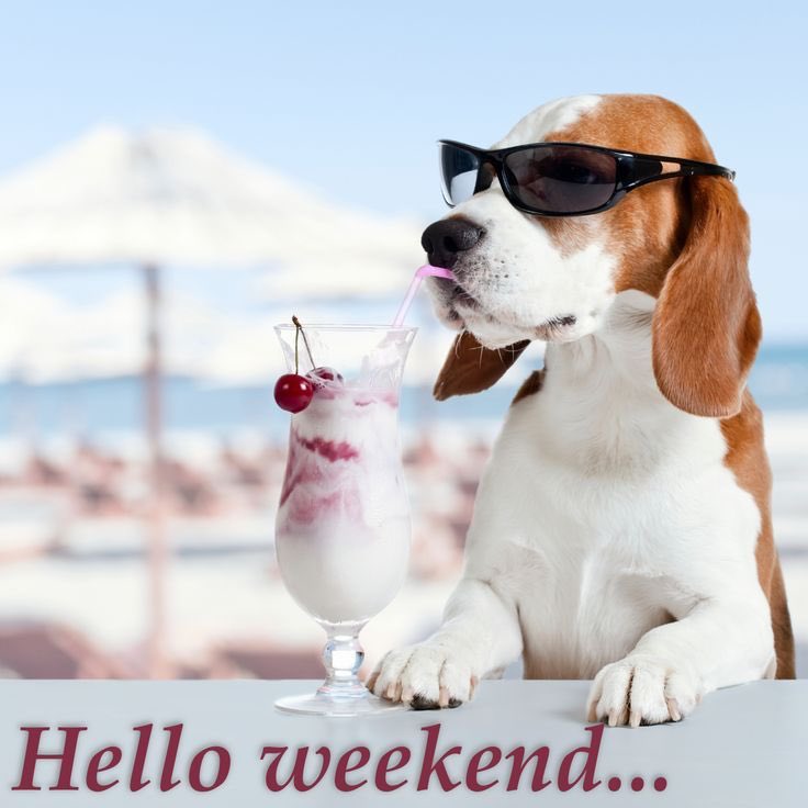 bark_brew's tweet photo. Regular hours today and tomorrow!  🍻🐾🍻

Today 11-12
Tomorrow 11-8
Closed Monday https://t.co/Uw0j8JEcUV