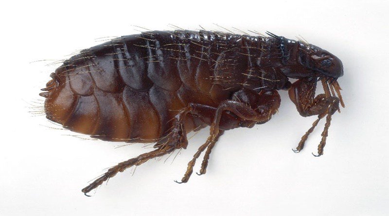 Kocaeli pire ilaçlama 
Böcek İlaçlama - Böcek ilaçlama Firması İstanbul
garantiilaclama.com/wp-content/upl… - garantiilaclama.com/kocaeli-pire-i…
#kocaelipireilaçlama #pireilaçlama #kocaeliilaçlama