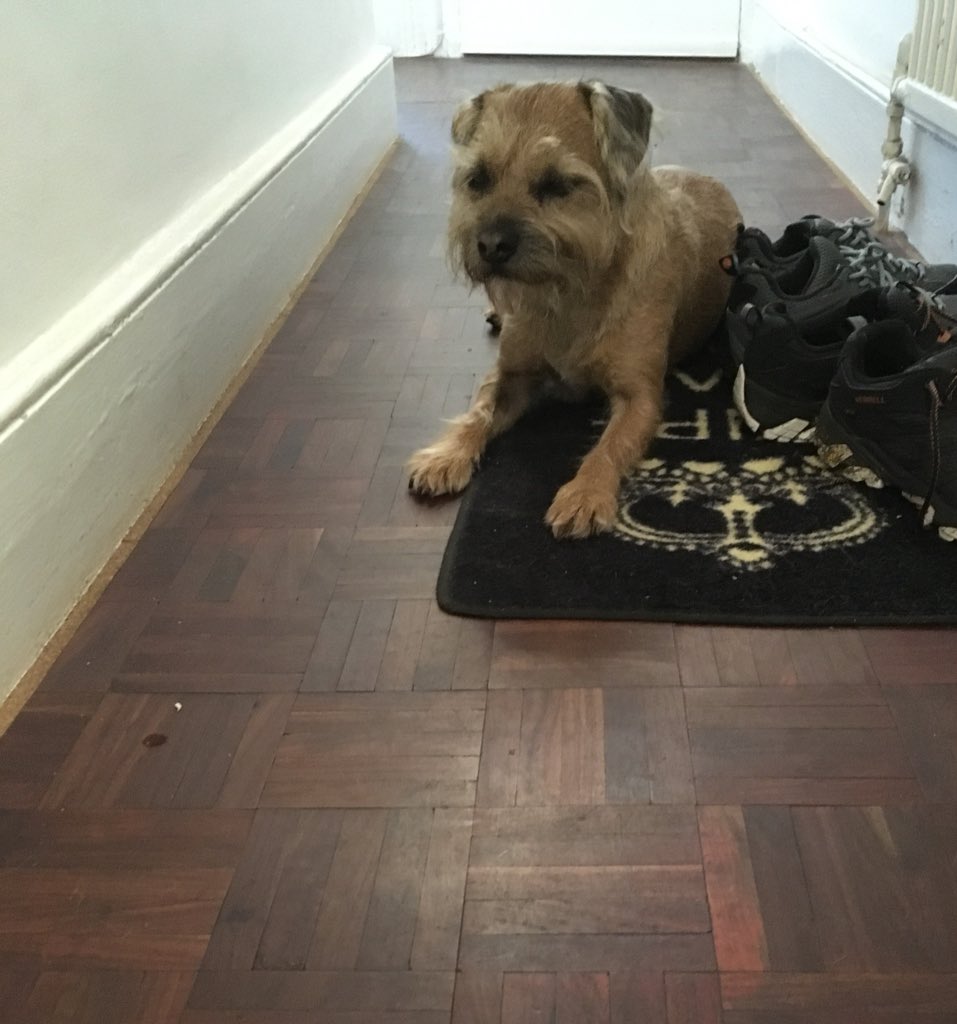 ruthdangerfield's tweet photo. Patiently waiting by our walking shoes. Ever hopeful. Itโs long journey to recovery ๐ #craterest #cruciateoperation https://t.co/udejXFmbKQ