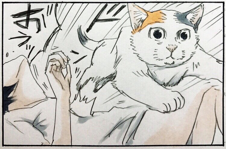 猫さんあるあるすぎる ドンッ に共感多数 使命感に満ちた表情で 我々はアスレチックの一部 Togetter
