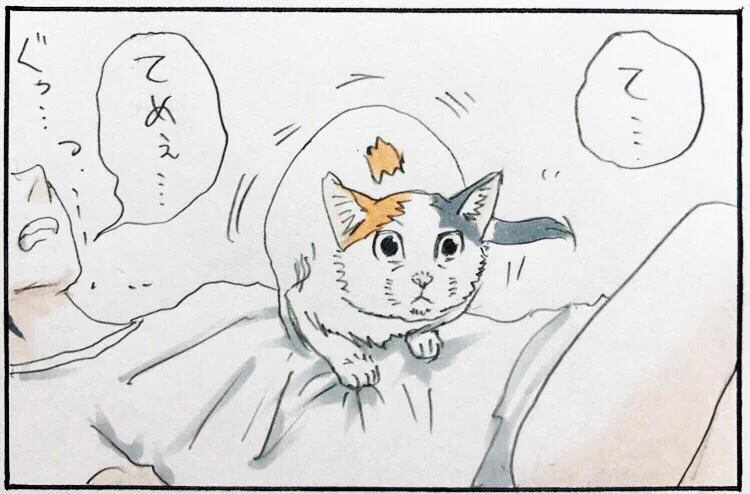 猫を飼っている人なら分かる？飼い主が体験するネコあるある！ｗｗ