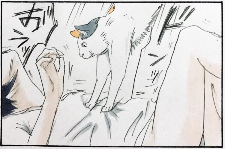 猫を飼っている人なら分かる？飼い主が体験するネコあるある！ｗｗ