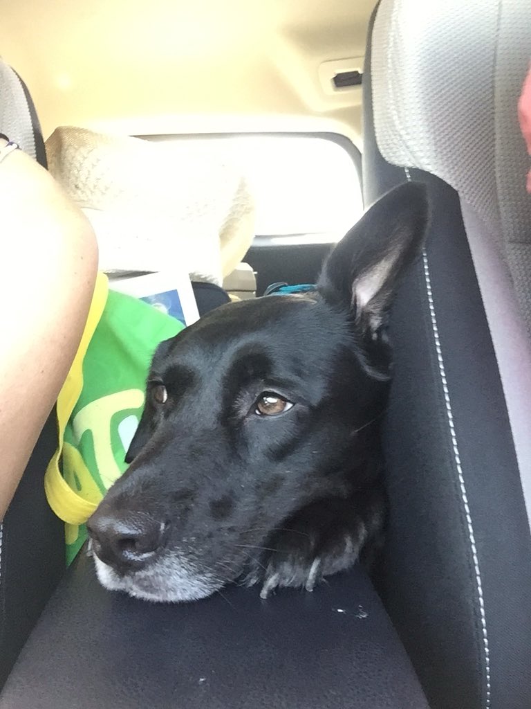TheFreshBeet's tweet photo. Just started our #roadtrip to NC and Kiki has already made herself comfortable 😂  #dogsoftwitter #SaturdayMorning #roadTrip https://t.co/VSKOJRxkga