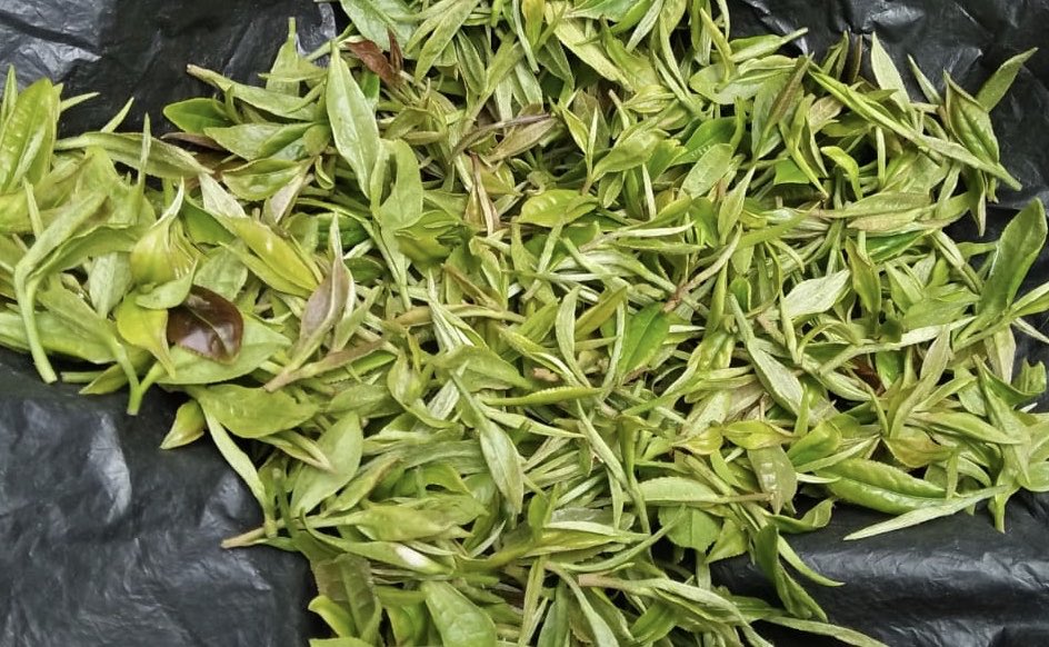darjeelingteas's tweet photo. Fresh and New tea leaves plucked for manufacturing the delicious 2nd flush 2018 Muscatel Darjeeling tea at a premium tea garden of Darjeeling

#tea #2ndflush #teaemporium #organictea #darjeelingtea https://t.co/I6Ww07GtFC