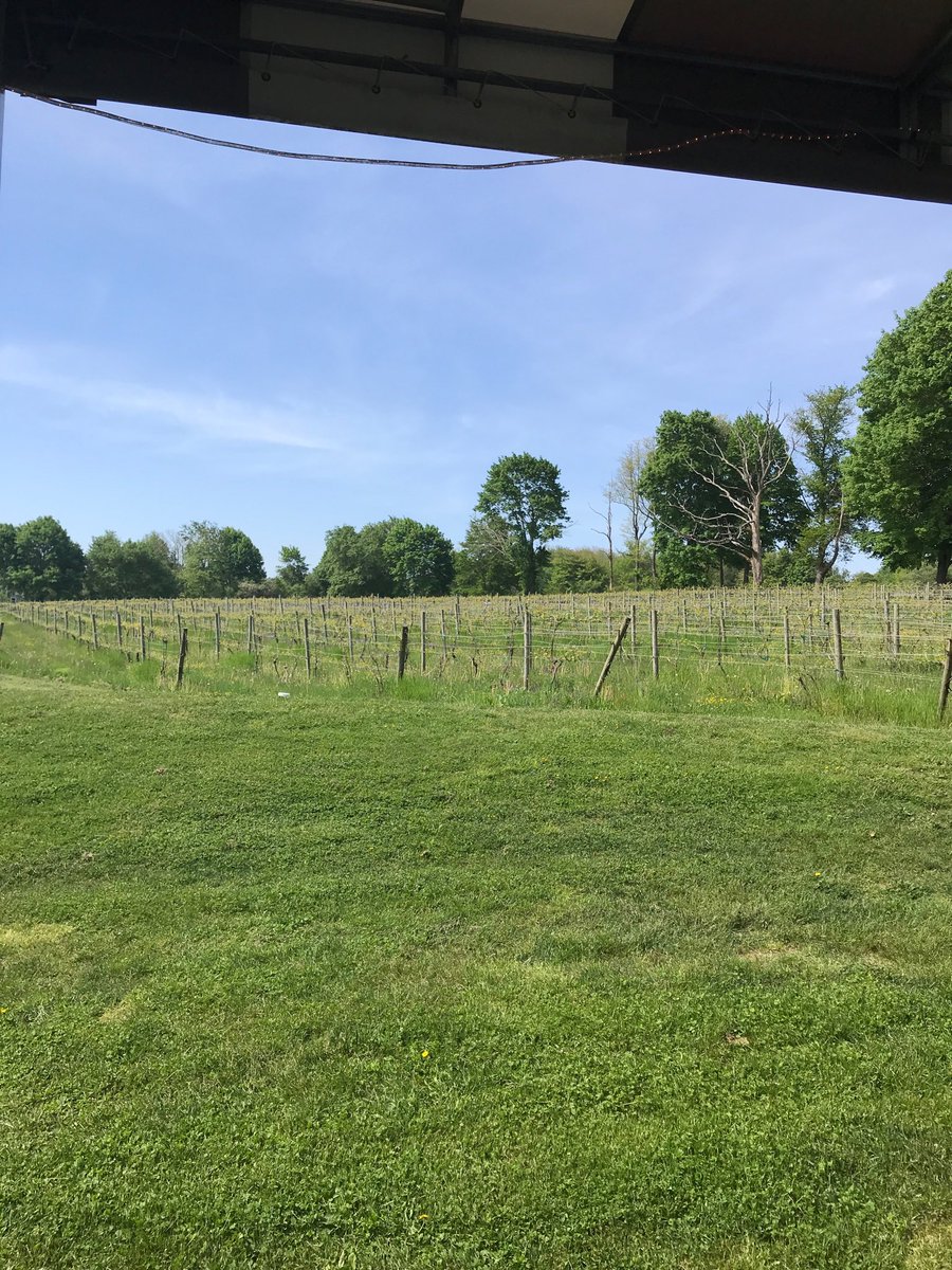 Glenn148's tweet photo. Finally starting to see the grapes vines bloom https://t.co/7MmghmZ0IC