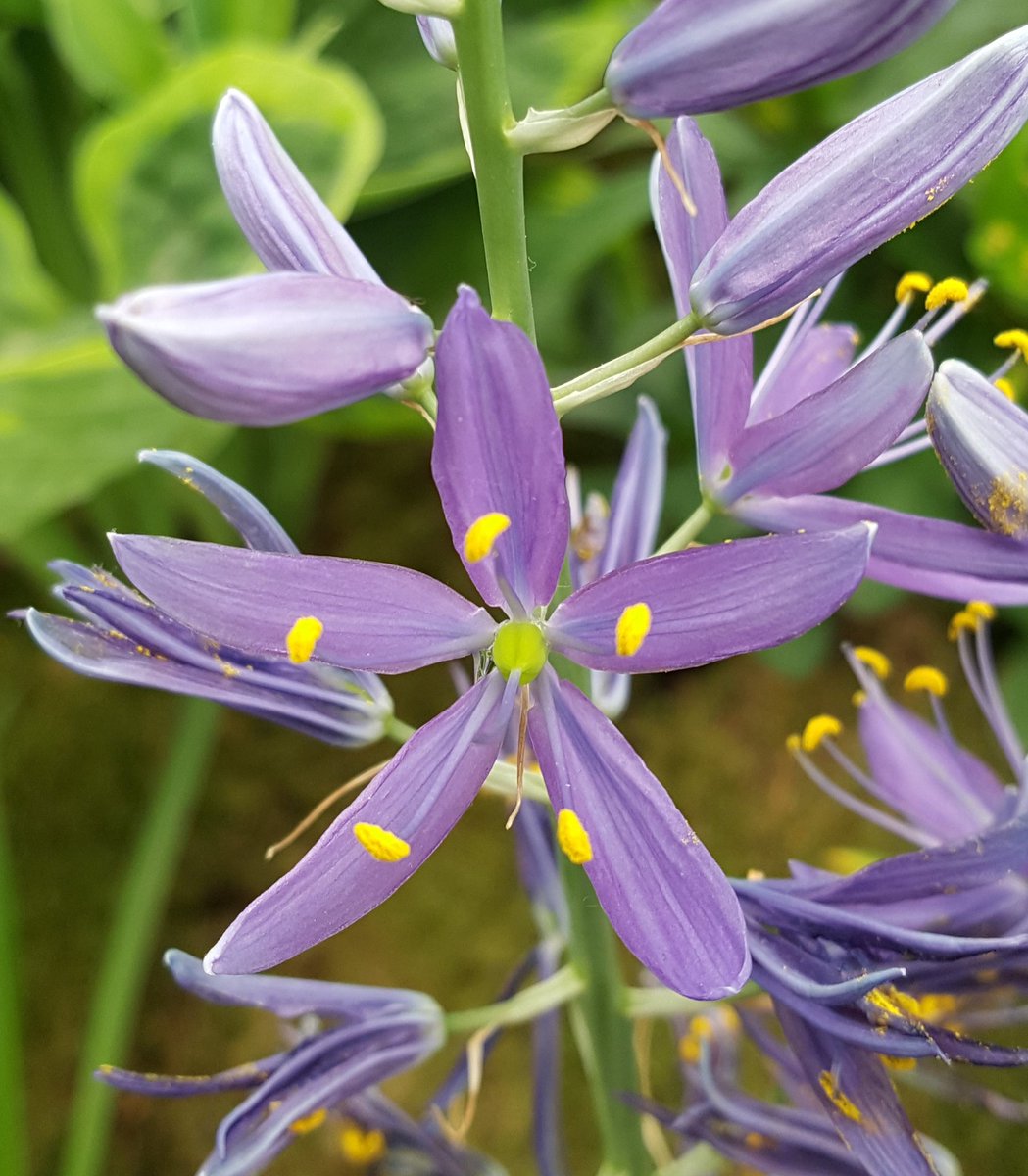 Love the detail of camassia flowers @harespring @plant heritage #nationalcollection @The_RHS #ChelseaFlowerShow