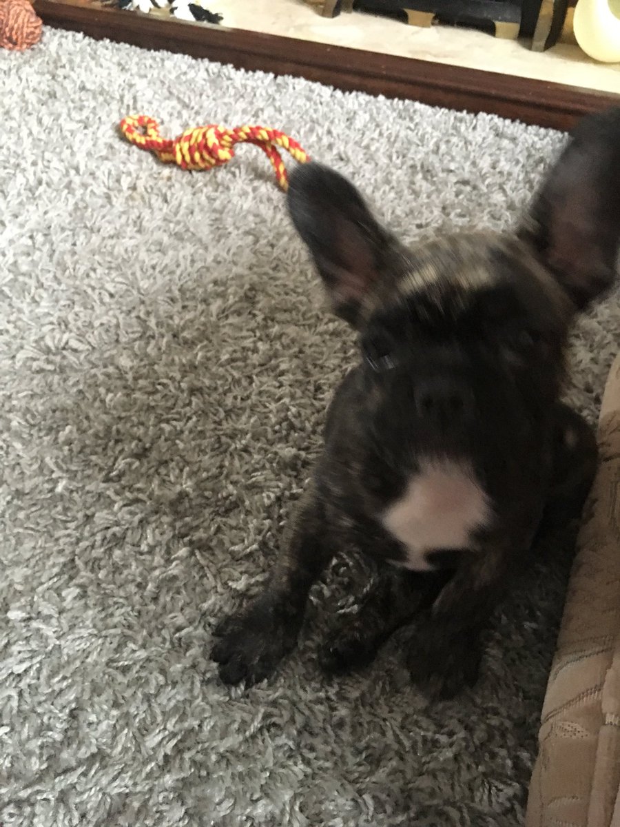 daviniaphillips's tweet photo. Our new addition to the family ❤️#frenchbulldog#loveourdogs xxx https://t.co/WFdiJ2iuI4