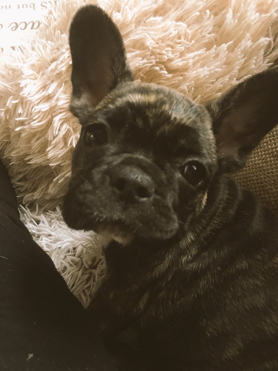 daviniaphillips's tweet photo. Our new addition to the family ❤️#frenchbulldog#loveourdogs xxx https://t.co/WFdiJ2iuI4