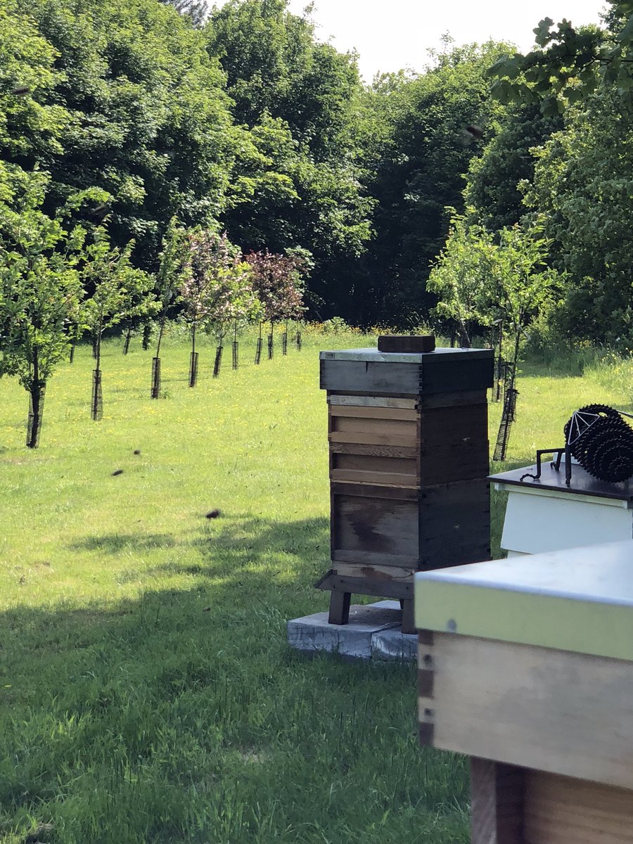 Some of our #bees hanging out in the orchard on a mysteriously rare sunny holiday weekend