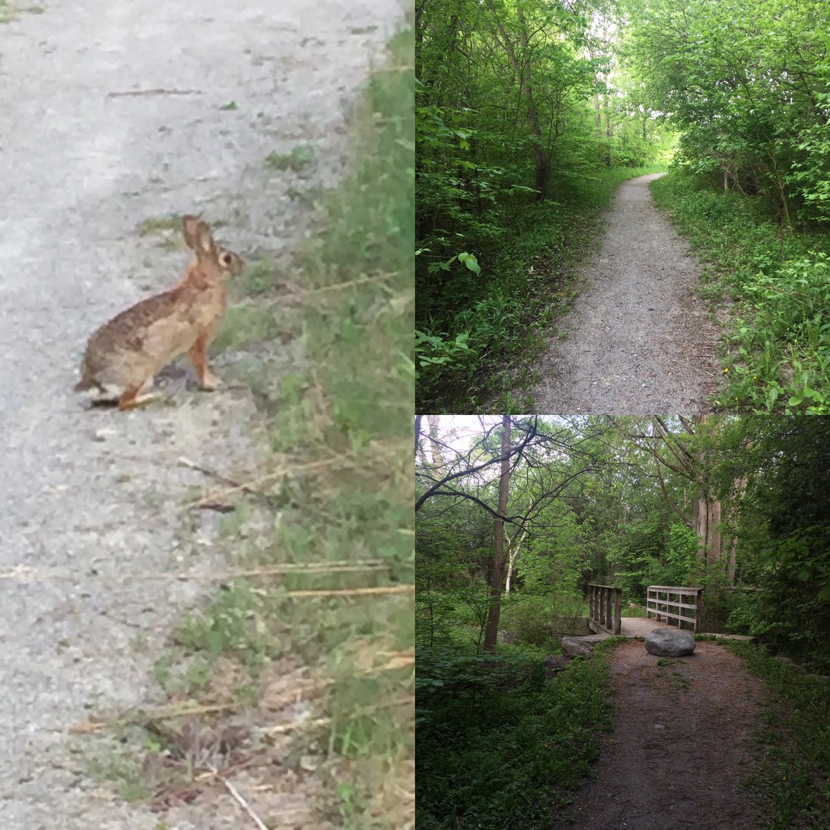 Megan_Stokes14's tweet photo. Hoppy Saturday morning!  #uxbridge #trailcapital #neature https://t.co/oFxk1BwiDQ