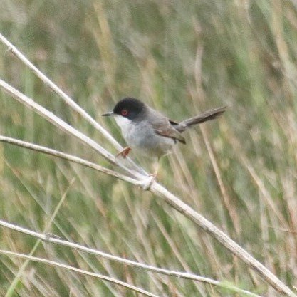 gab_modes's tweet photo. Not an amazing photograph because these guys are so damn quick! It’s a Sardinian Warbler in the reeds. They have a crazy sound, like a high pitched chitter chatter! It’s been fun seeing some birds across the water in Portugal! .
.
.
#Sardinianwarbler #birds🐦 #birdsofinstagra… https://t.co/hAmfMJprry