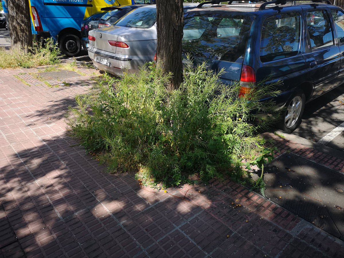 MayoralMarc's tweet photo. @JSCLH @nuriamarinlh Mira por si quieres ver más zonas verdes en #Hospitalet https://t.co/ZogImDAmZR