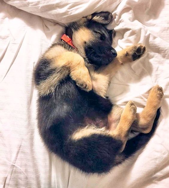 forbabs4pets's tweet photo. Treats and Snoozin... Snoozin and Treats #ForBabs #ForBabs4Pets #dogsofinstagram #puppy #cute #germansheppard https://t.co/yHvfybQT4C