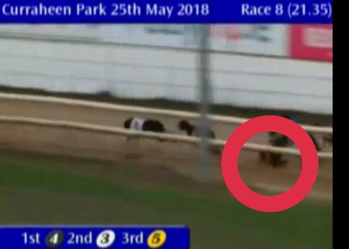 PetLevrieri's tweet photo. ๐ฑ#ThatBlackThing rolling on the ground was a #Greyhound at #Cork #Track ๐ฎ๐ช
๐His name was Able Officer ๐
#Igb doesnt release any injuries report โญ
#Igb receives more than 1 million of #irish #taxpayers โฌ every month โญ
๐ซ#Stop this #cruel industry
๐ซ#Stop #GreyhoundRacing https://t.co/nxiMnEbm6a