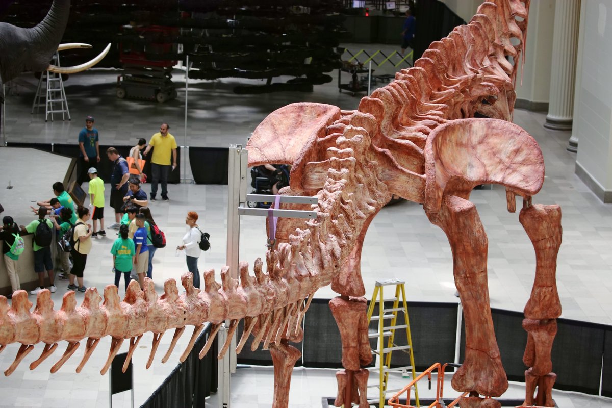 Image result for 5.	Worldâs largest Dinosaur Maximo to be exhibited in Chicago Museum