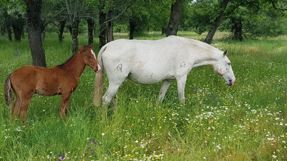 zunigatoros's tweet photo. Un macho PSL y una hembra cruzada son hasta ahora las 2 crías que nacieron está primavera... #sierrademadrid #campobravo #primaveron https://t.co/LtjdqO4dVj