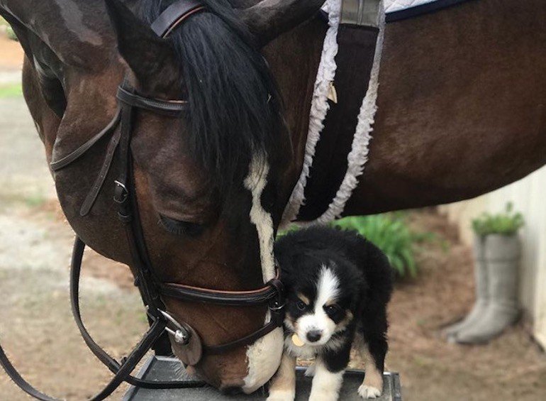 EventingConnect's tweet photo. Bitches and dogs ruling the barn: Painfully cute edition #EventingDogs #DogsOfIntstagram #EquestrianLife #Horses #EquineHour https://t.co/UREXaKHvGU https://t.co/b3qseHTD9p