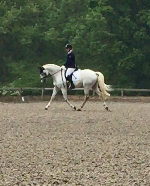 rsteljes's tweet photo. Another win for the unicorn today at Fairoak British Dressage. Really chuffed with this horse 🦄 https://t.co/p7eHobRnIt