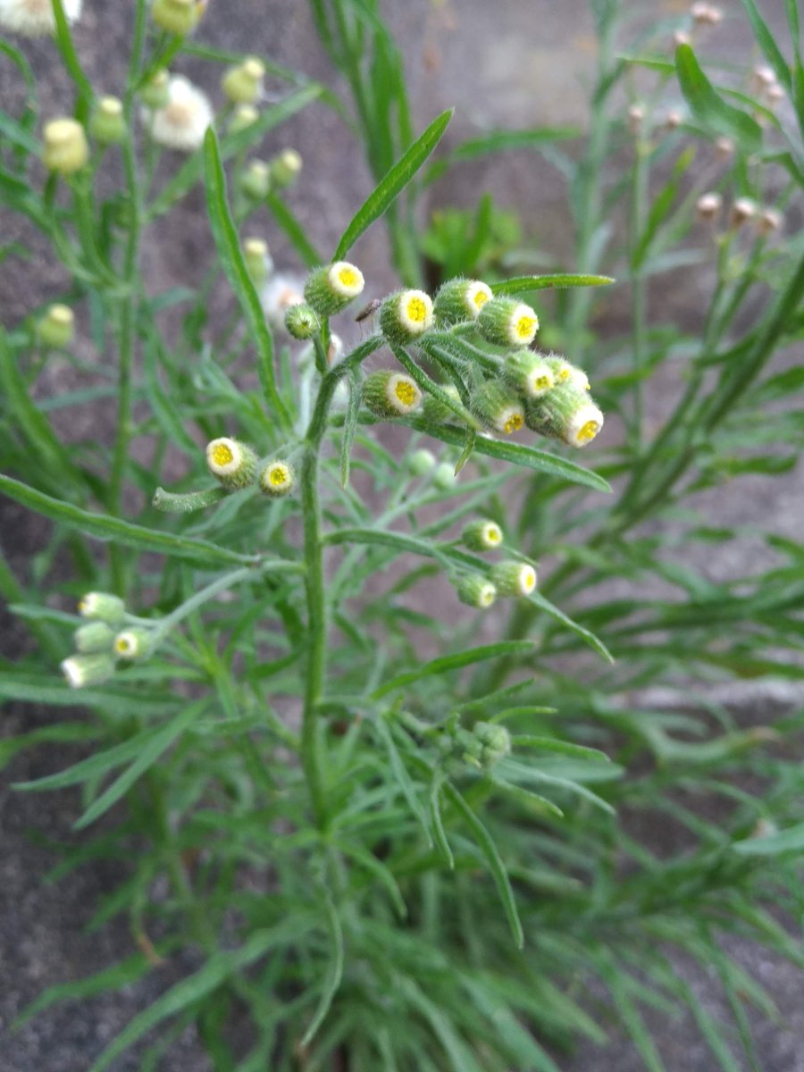 にゃごにゃ 海辺の植物観察会続き ムラサキニガナ わかりづらいですが中央の縦線 まっすぐに伸びる茎 根元にいくにしたがって大きくなる葉 脇芽や頭頂に蕾あり 葉を少し切った時に白い汁が出ましたのでキク科だろうとわかり 帰宅して調べて ムラサキ にゃごにゃ 海辺の植物観察会続き ムラサキニガナ わかりづらいですが中央の縦線 まっすぐに伸びる茎 根元にいくにしたがって大きくなる葉 脇芽や頭頂に蕾あり 葉を少し切った時に白い汁が出ましたのでキク科だろうとわかり 帰宅して調べて ムラサキ
