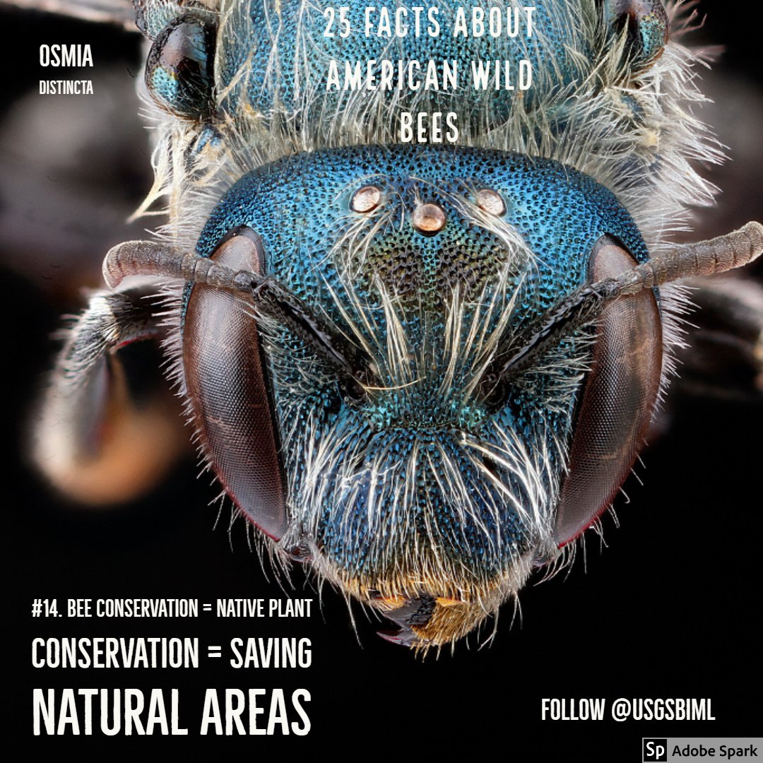 moltenblue's tweet photo. Number 14 in the KNOW YOUR WILD BEES CAMPAIGN.

Plant biodiversity is the answer to the bigger question of how do we keep all our bee species around. Planting flowers good, but favors common bees. Better to preserve wild areas #bee conservation #bees https://t.co/BX82SUcVFB