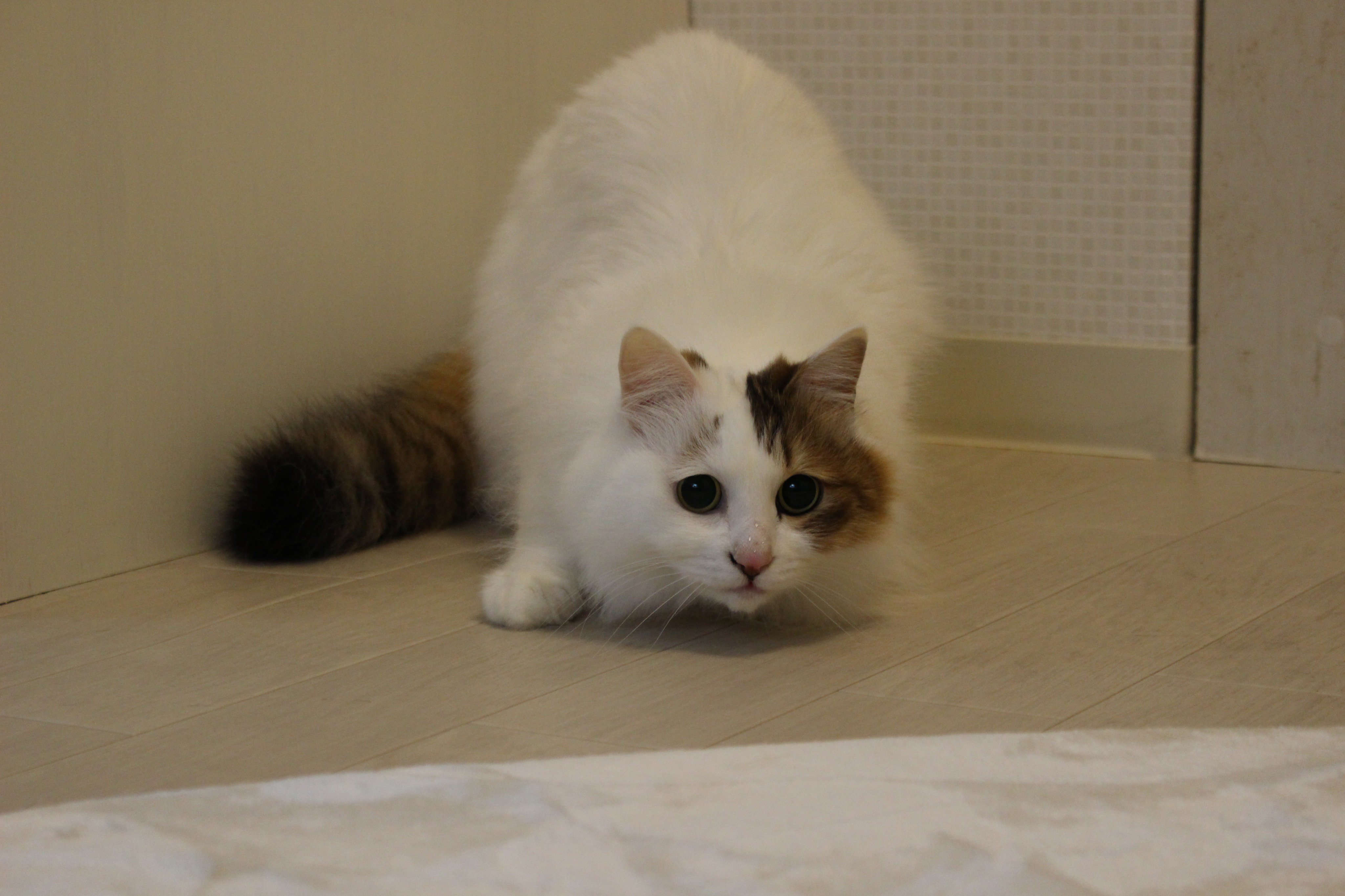 تويتر モモ餅デルナ ポコチン على تويتر 戦闘態勢のちぃちゃんが発掘されたので置いておきます 猫猫座 T Co Xgjsoubzmt