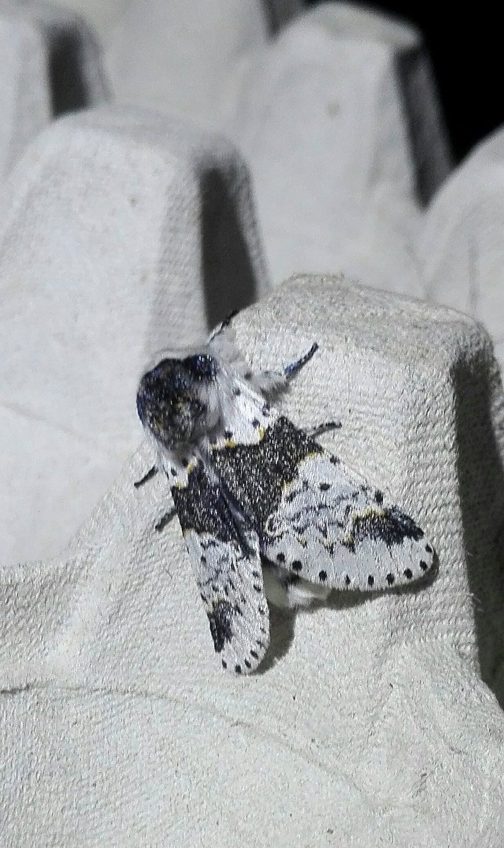 Great moth trapping last night on <a href="/NTBickerton/">NT Bickerton</a> lowland heath, back out again in a few weeks <a href="/ukmoths/">Ian Kimber</a>