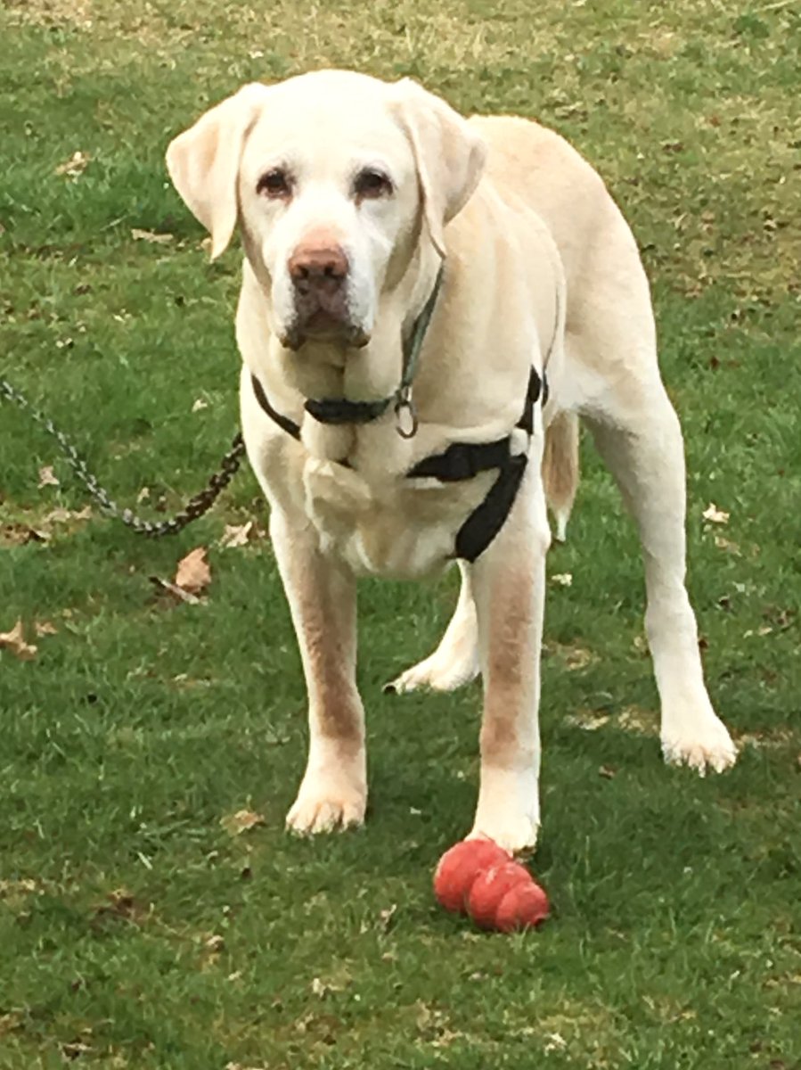 maisy_baby's tweet photo. We said goodbye to my best friend and big bro this morning. I’m gonna miss him so much. He had a really rough week and it was a hard decision to let him go. Run free JB ❤️ 🌈 I’m so sorry bubby. https://t.co/m2yO6XgARa
