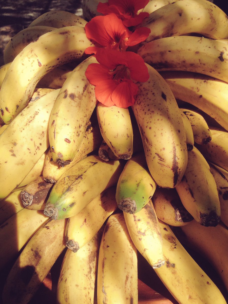 PlatanoLogico's tweet photo. #platanos  ¿te gusta? Pues visítanos https://t.co/Y8y5v9c604