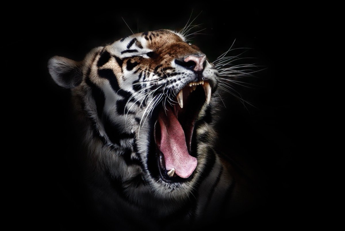 TigerAltCoin's tweet photo. #Roadmap has been updated - As you probably might have noticed, the team behind @TigerAltCoin has formed to a new and refreshing team with some great ideas. Want to know more? Join the #community on #discord right away! ;) https://t.co/z2JfMyRBt1 https://t.co/6fl0wELHgF