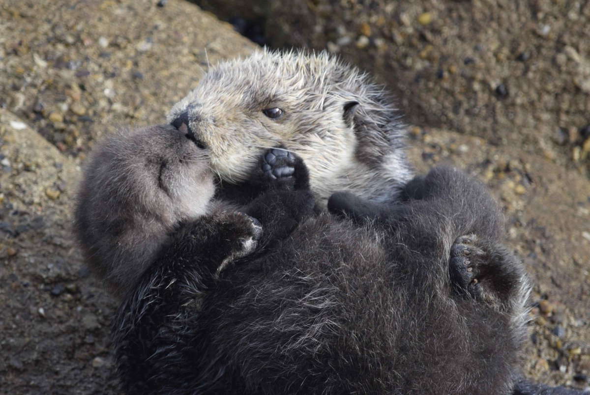 Show the world what #Monterey Bay National Marine Sanctuary means to you! 📸 Submit your photos to the annual #GetIntoYourSanctuary #PhotoContest. Contest guidelines found here: montereybay.noaa.gov/getinvolved/gi… @sanctuaries @MBNMS #ILoveMySanctuary #SeaOtter