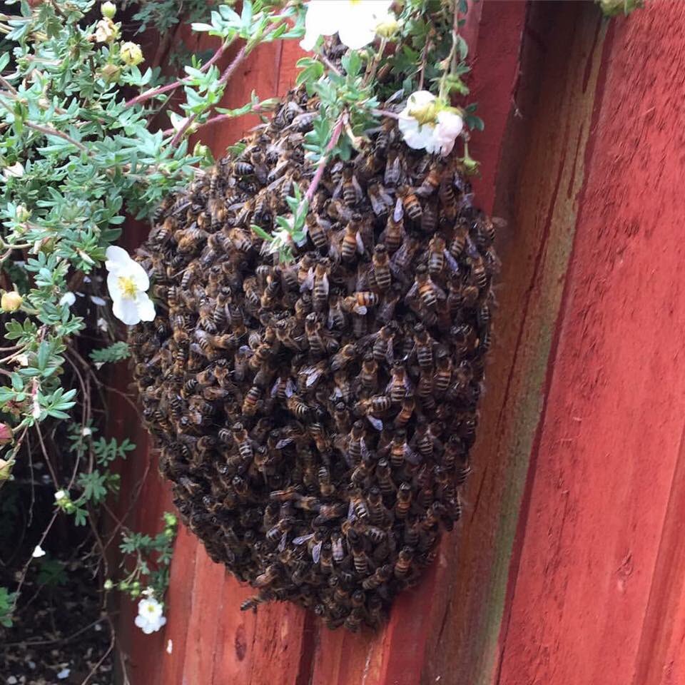 HelixBeekeepers's tweet photo. Swarming season. Spotted a swarm? We’ll help at no cost to you #Falkirk & surrounding areas.
#topbeechat #beekeepers #beekeeping #HeBees #HelixBeekeepers #meetthebees https://t.co/jdxZnV6Cx1